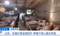 山东：生猪价格连续回升 养殖户信心逐步恢复